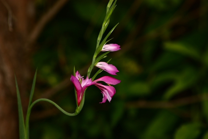 Gladiolus cfr.  italicus